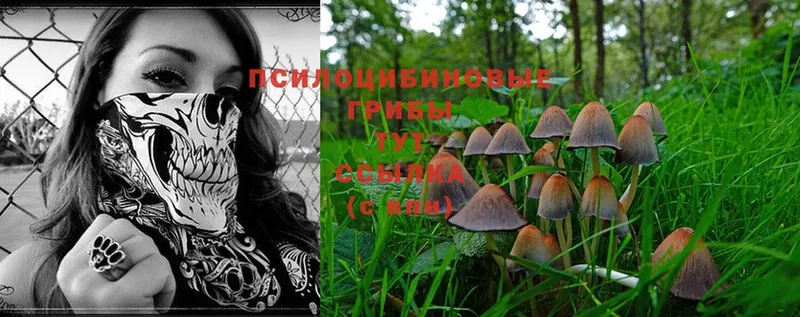 Псилоцибиновые грибы Psilocybe  hydra зеркало  Миллерово 